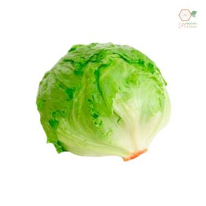 Lechuga Romana